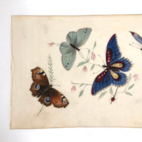 Butterflies and Tiny Bugs, 19th Century Ink and Watercolor