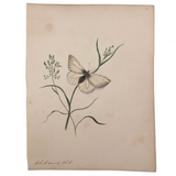 Black Veined White, Elegant 19th Century Ink and Watercolor Drawing