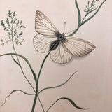 Black Veined White, Elegant 19th Century Ink and Watercolor Drawing