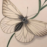 Black Veined White, Elegant 19th Century Ink and Watercolor Drawing