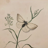 Black Veined White, Elegant 19th Century Ink and Watercolor Drawing