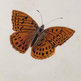 Silver Washed Fritillary Butterfly, 19th C. Watercolor