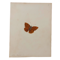 Silver Washed Fritillary Butterfly, 19th C. Watercolor