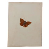 Silver Washed Fritillary Butterfly, 19th C. Watercolor