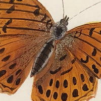 Silver Washed Fritillary Butterfly, 19th C. Watercolor