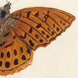 Silver Washed Fritillary Butterfly, 19th C. Watercolor