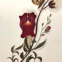 Butterfly on Flowering Branch with Shadows , Fine 19th Century Watercolor