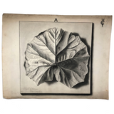 Trompe l'Oeil Leaf, Gorgeous 1879 Large Charcoal Drawing, Philadelphia School of Design