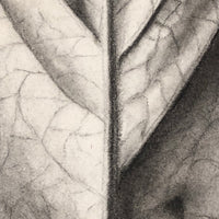 Trompe l'Oeil Leaf, Gorgeous 1879 Large Charcoal Drawing, Philadelphia School of Design