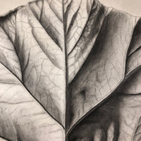 Trompe l'Oeil Leaf, Gorgeous 1879 Large Charcoal Drawing, Philadelphia School of Design