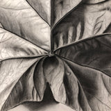 Trompe l'Oeil Leaf, Gorgeous 1879 Large Charcoal Drawing, Philadelphia School of Design