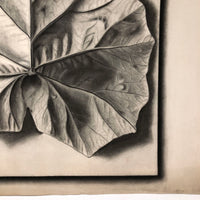 Trompe l'Oeil Leaf, Gorgeous 1879 Large Charcoal Drawing, Philadelphia School of Design