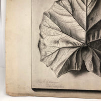 Trompe l'Oeil Leaf, Gorgeous 1879 Large Charcoal Drawing, Philadelphia School of Design