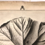 Trompe l'Oeil Leaf, Gorgeous 1879 Large Charcoal Drawing, Philadelphia School of Design