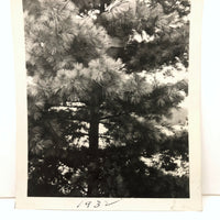 Man in Pine Tree with Cigarette, 1932 Snapshot