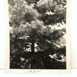 Man in Pine Tree with Cigarette, 1932 Snapshot