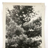 Man in Pine Tree with Cigarette, 1932 Snapshot