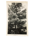 Man in Pine Tree with Cigarette, 1932 Snapshot