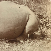 1913 Press Photo of Rhinoceros in the Wild (Presumed Albumen Print)