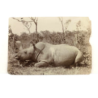 1913 Press Photo of Rhinoceros in the Wild (Presumed Albumen Print)