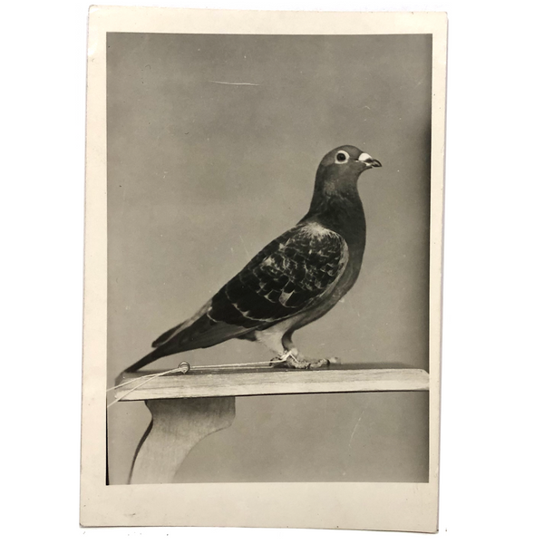 Tethered: Old Snapshot of Proud Homing Pigeon in Perfect Profile