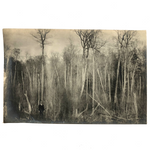 Man with Hidden Eyes in Silvery Forest, Stunning 4 x 6 Snapshot