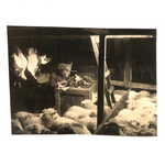 Dramatic Photo of Man at Work on Wings in Barn, with Hanging Geese and Flock of Sheep