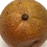 Old Stone Fruit Orange with Smushed Bottom (Good Resting Spot)