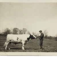 Man with Pipe with Cow, Old Snapshot Photo