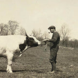 Man with Pipe with Cow, Old Snapshot Photo