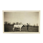 Man with Pipe with Cow, Old Snapshot Photo