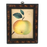 Western Beauty, 19th C. Theorem Painted Apple