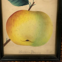 Western Beauty, 19th C. Theorem Painted Apple