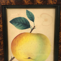 Western Beauty, 19th C. Theorem Painted Apple