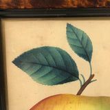 Western Beauty, 19th C. Theorem Painted Apple