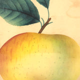 Western Beauty, 19th C. Theorem Painted Apple