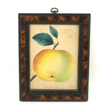 Western Beauty, 19th C. Theorem Painted Apple