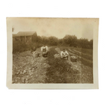 Potato Pickers (with Excellent Baskets), Hall's Farm, Westmoreland, NH Old Snapshot Photo