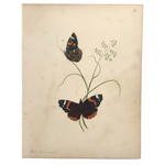 Red Admirals, 19th Century Ink and Watercolor Butterflies