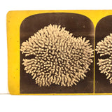 Formally Perfect c. 1870s Coral Stereoview