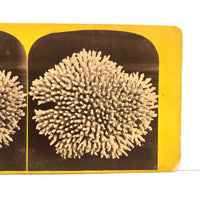 Formally Perfect c. 1870s Coral Stereoview