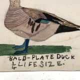 SOLD Wonderful Set of Four Old Folk Art Bird Watercolors -- To Scale!