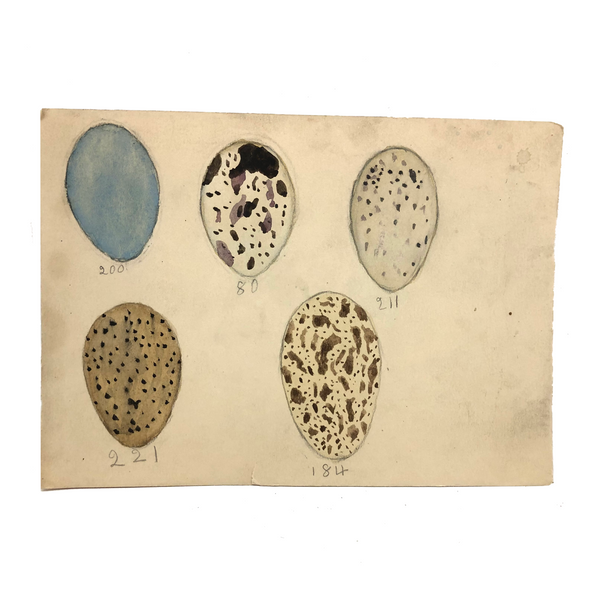 Five Bird Eggs, Charming Old Naive Watercolor