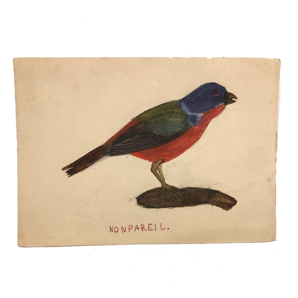 Nonpareil, Old Birdlover's Watercolor