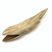 Wonderful Alaskan Inuit Carved Bone Creature with Serrated Jaws,