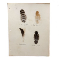 Poultry Husbandry! PA Student School Report with Three Charming Annotated Pages of Feather Samples