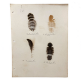 Poultry Husbandry! PA Student School Report with Three Charming Annotated Pages of Feather Samples