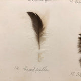 Poultry Husbandry! PA Student School Report with Three Charming Annotated Pages of Feather Samples