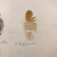 Poultry Husbandry! PA Student School Report with Three Charming Annotated Pages of Feather Samples