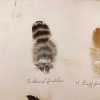 Poultry Husbandry! PA Student School Report with Three Charming Annotated Pages of Feather Samples